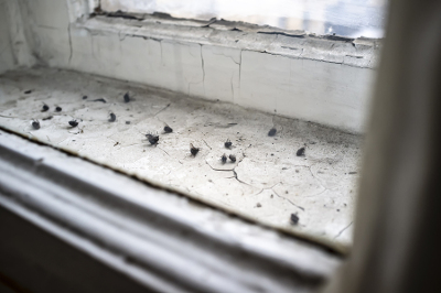 cluster flies around a windowsill